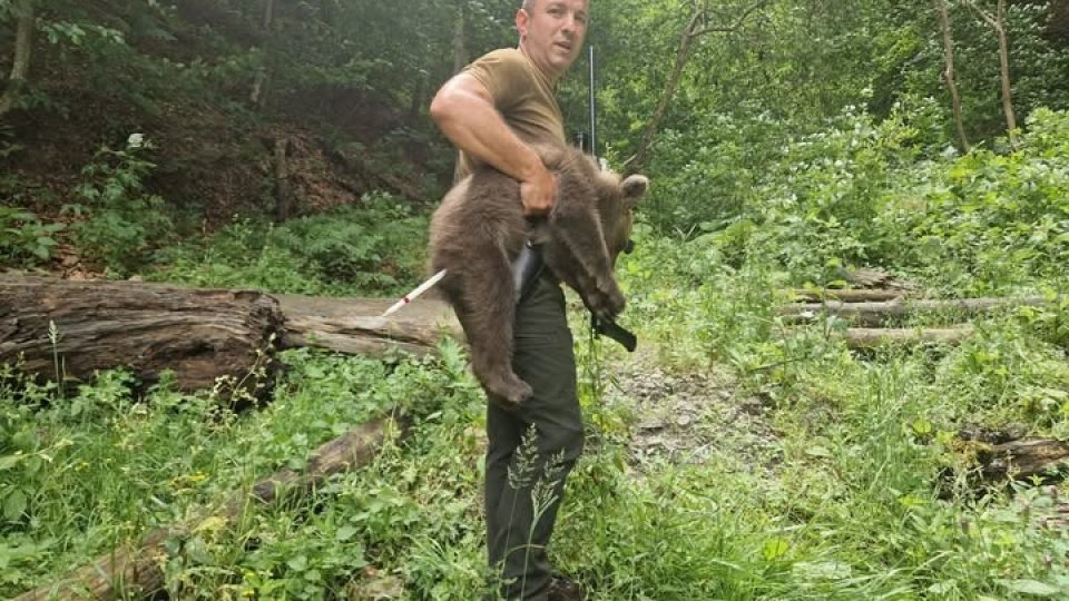 Unul dintre puii ursoaicei împușcate zilele trecute în zona Transfăgărșan a fost găsit