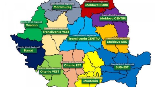 Reorganizare la Romsilva: vor rămâne doar 12 direcții silvice