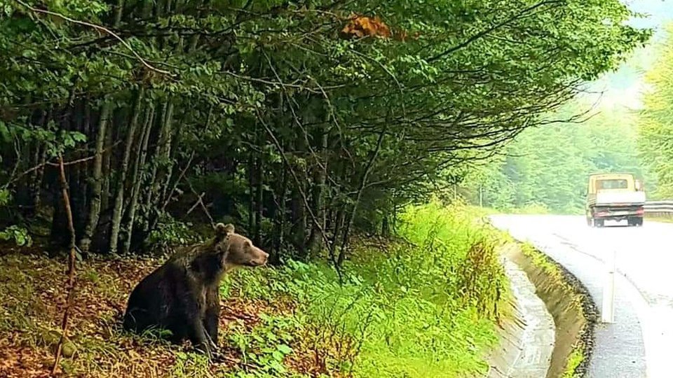 45 de pagube produse de lupi și urși, anul acesta, în județul Brașov