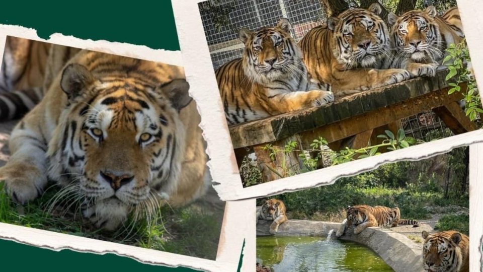 Ziua Internațională a Tigrului va fi sărbătorită la Zoo Brașov