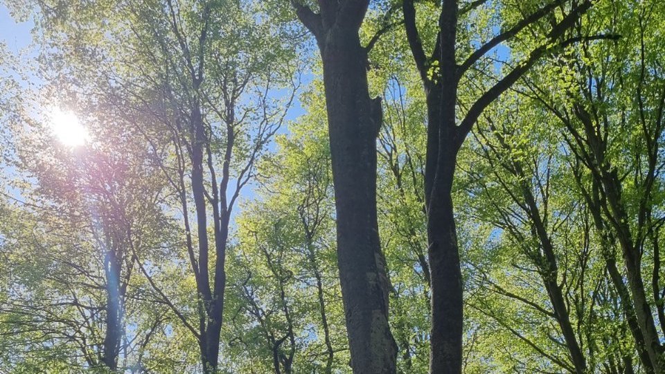 Dezbatere publică „Arborii: un/în pericol”, la Brașov