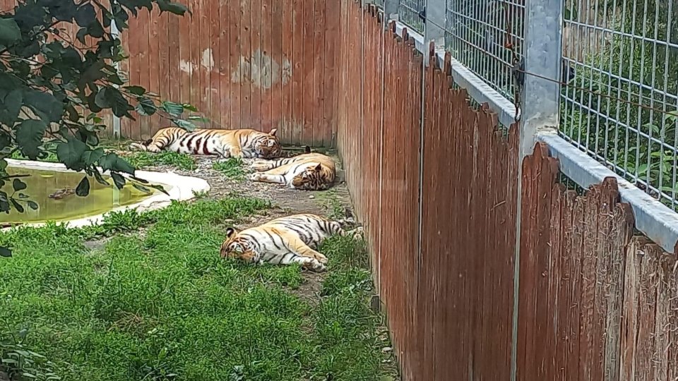 Ziua Internațională a Tigrului, marcată la Zoo Brașov