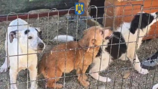 VIDEO Dosare penale pentru rănirea cu intenție a animalelor