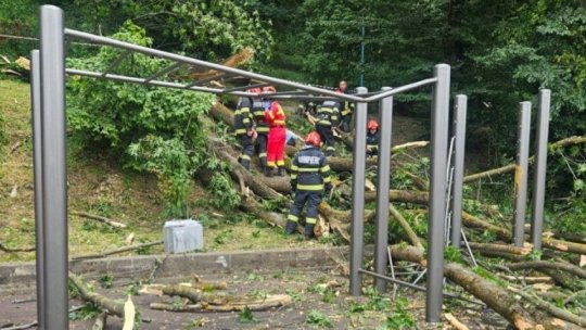 Aproape 250 de arbori din zona Aleea de sub Tâmpa ar putea fi tăiați
