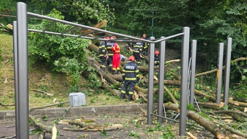 Aproape 250 de arbori din zona Aleea de sub Tâmpa ar putea fi tăiați