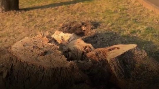 Tăieri de arbori sub Tâmpa