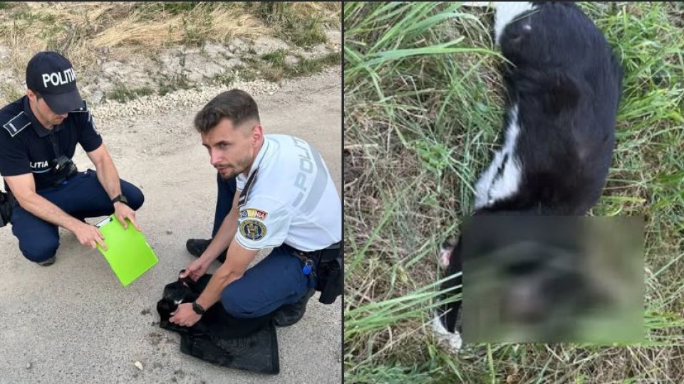 Intervenție inedită pentru trei polițiști din Predeal!