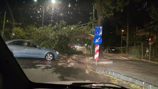 Copac căzut peste un autoturism, pe Calea București