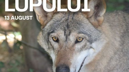 Ziua Internațională a Lupului va fi sărbătorită la Grădina Zoologică Brașov