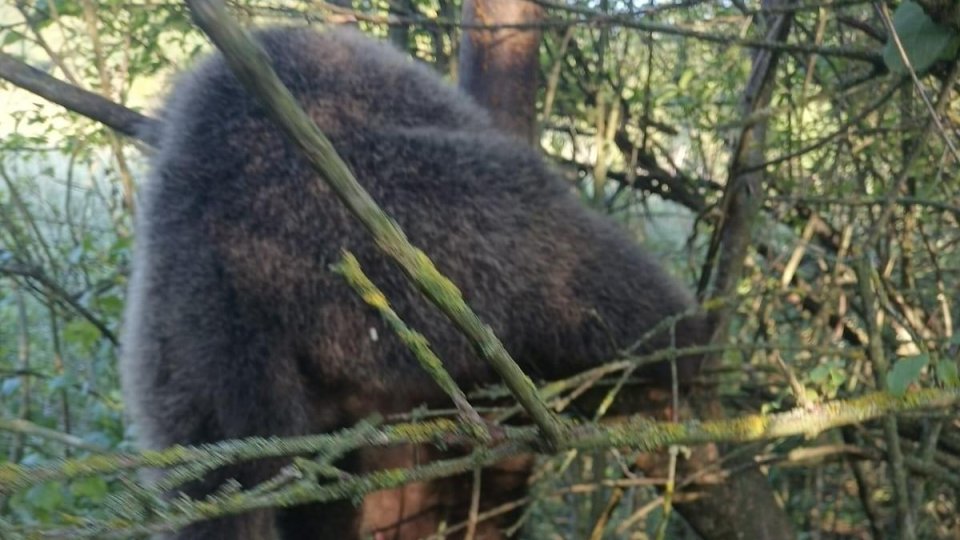 Un pui de urs, salvat și adus la Sanctuarul de urși de la Zărnești. Ursulețul, de aproximativ 8 luni, a rămas prins ore în șir într-un gard de sârmă