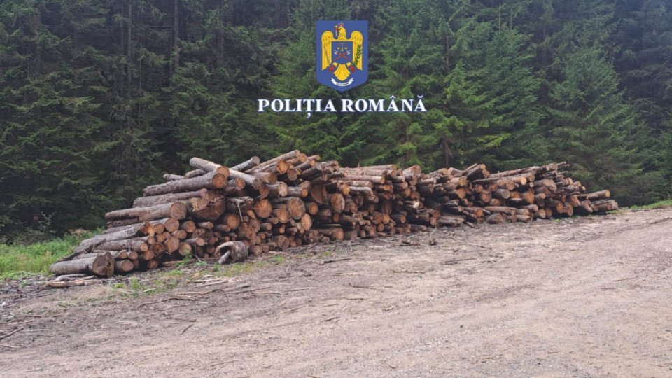 Material lemnos confiscat de polițiștii brașoveni. Amenzi de 20.000 de lei