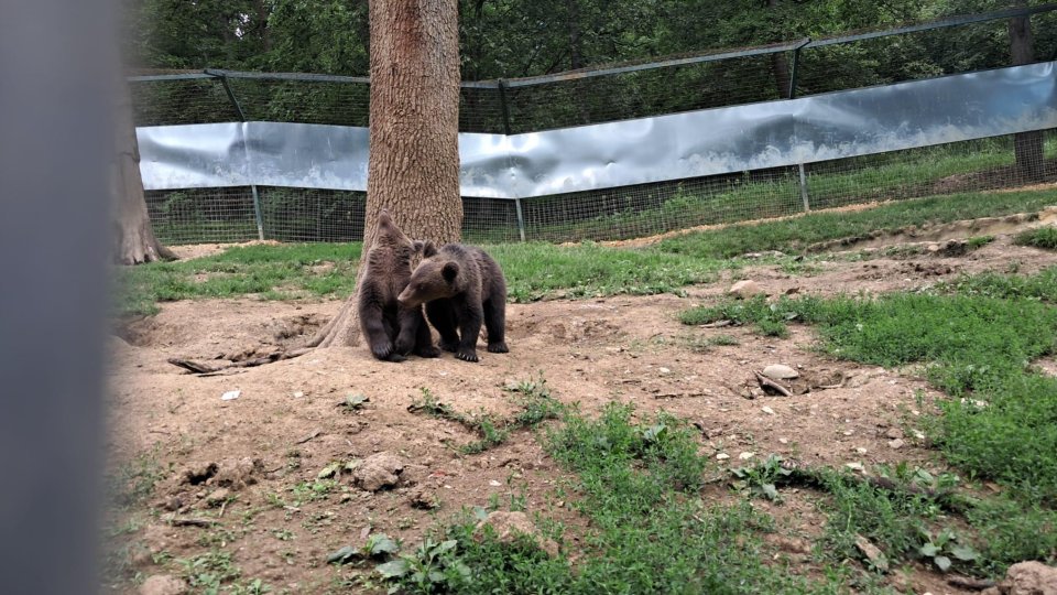 Un nou început pentru ursulețul Luci la Sanctuarul Libearty