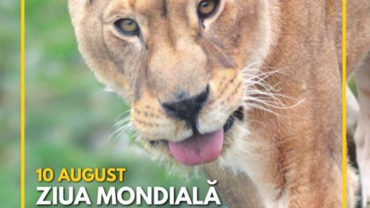 Ziua Mondială a Leului va fi sărbătorită la Grădina Zoologică Brașov