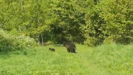 354 de alerte privind prezența urșilor în Brașov și Poiana Brașov în primele 7 luni, mai multe decât tot anul 2024