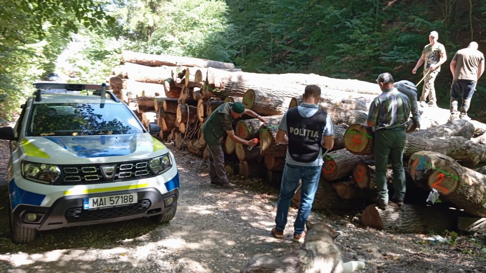 Hoți de lemne depistați în comuna Apața