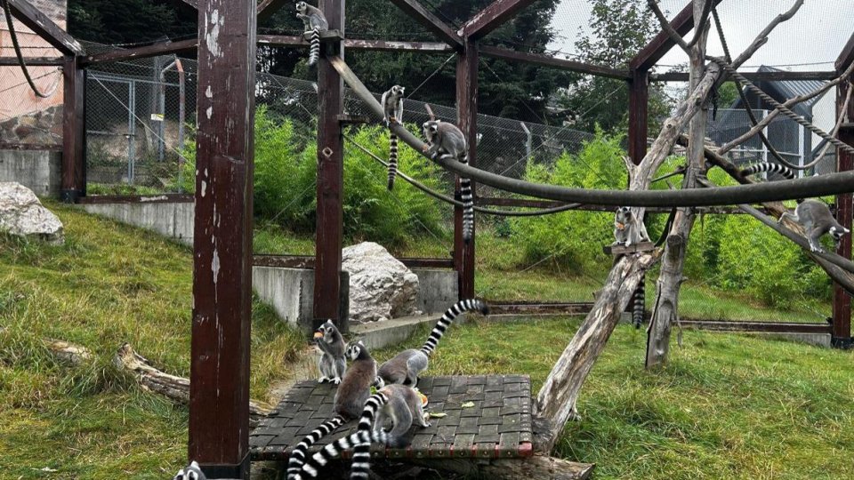 Ziua Internațională a Primatelor, la Zoo Brașov
