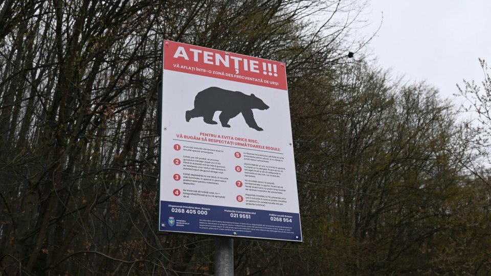 Alertele privind urșii, în creștere semnificativă față de anul trecut