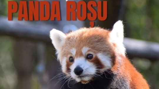 Ziua Internațională Panda Roșu, la Zoo Brașov
