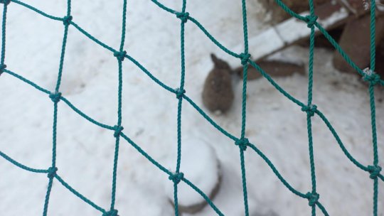 Îngrijire specială pentru animalele de la ZOO, pe vreme geroasă