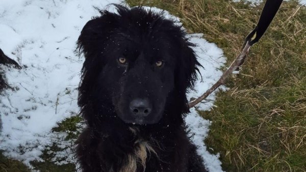 Și animalele de companie au nevoie de protecție adecvată în perioadele cu ger