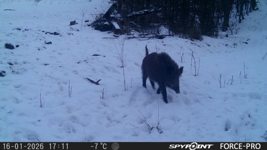 Lucrătorii de la Mediu, cu ochii pe urșii, lupii și râșii din Valea Bogății