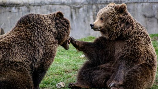 Ziua Ursului, în weekend, la Zoo Brașov