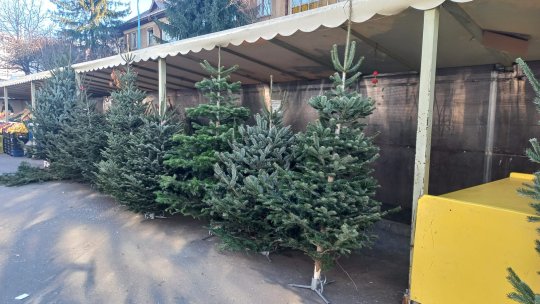 Brazii de Crăciun, colectați pentru reciclare