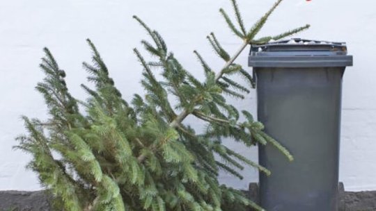 Programul campaniei de colectare a brazilor de Crăciun