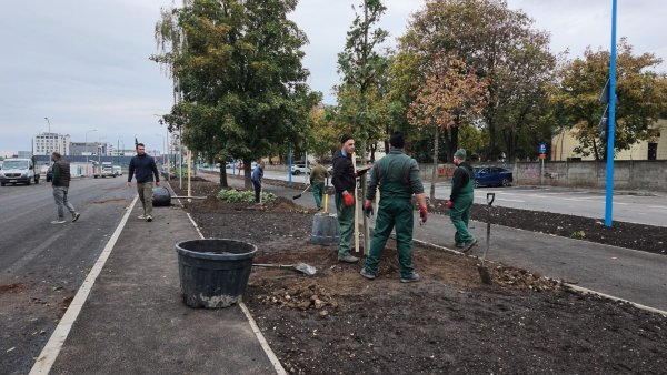 Brașovul va ajunge la peste 10.500 de arbori și peste 20.000 de arbuști plantați în ultimii doi ani