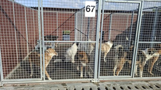Voluntariat de Ziua Mondială a Animalelor