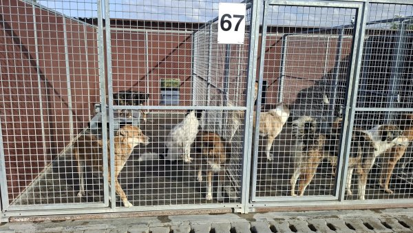 Voluntariat de Ziua Mondială a Animalelor