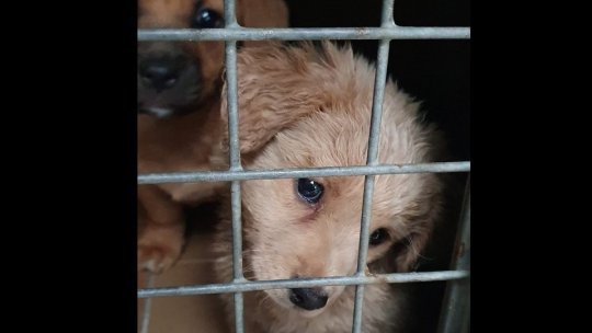 Anchetă în Brașov, după ce un bărbat a aruncat doi pui de câine