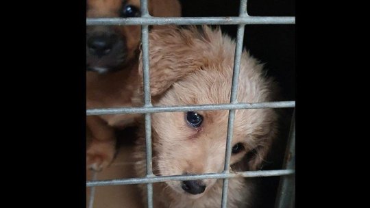 Amendă record pentru bărbatul care a abandonat doi pui de câine la adăpostul din Triaj