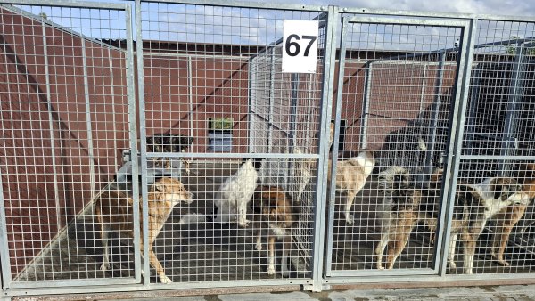Condiții mai bune la Adăpostul Public pentru Animale din Triaj
