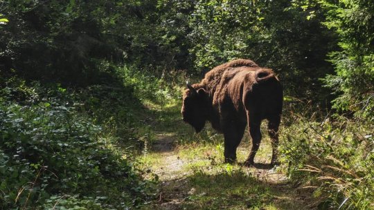 Zimbrii din Munții Făgăraș au ajuns la Zărnești