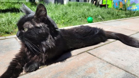 Opționalul „Ora cu și pentru animale” va fi introdus în școli, la nivel național