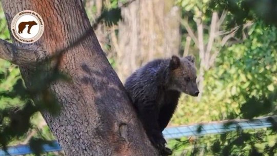 2 februarie - Ziua Ursului