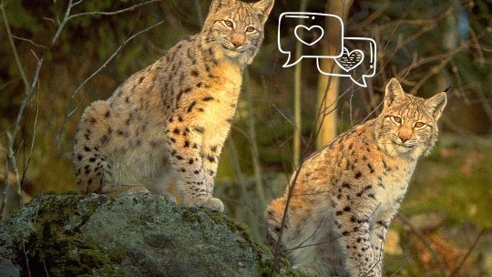 Sfaturi de Dragobete