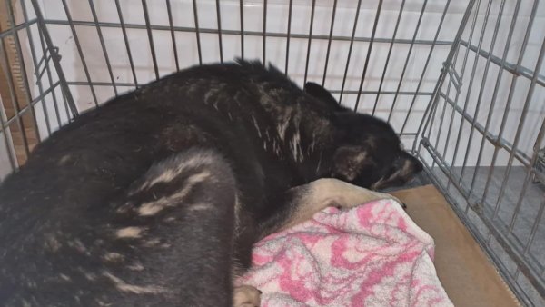 Parlamentarii propun completarea legii privind protejarea animalelor