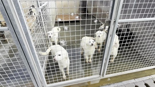 La Braşov continuă campania de vaccinare și sterilizare gratuită a câinilor cu stăpân