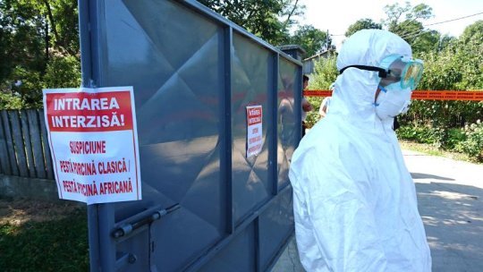 Două cazuri de pestă porcină africană în județul Brașov