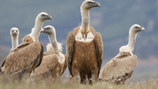 Vulturul sur a revenit în România