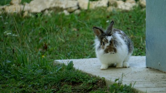 Apel de la Asociația Milioane de Prieteni