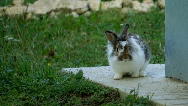 Apel de la Asociația Milioane de Prieteni