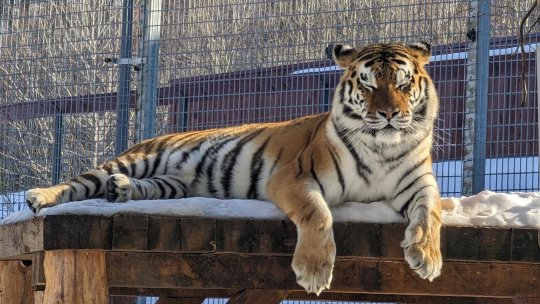 Zoo Brașov a trecut la programul de vară