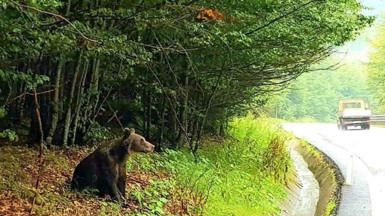 Tot mai multe pagube produse de lupi și urși în județul Brașov