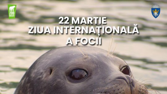 Grădina Zoologică Brașov sărbătorește Ziua Internațională a Focii alături de Elmo și Soa