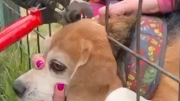 Cățeluș blocat într-un gard la Brașov, salvat de pompieri