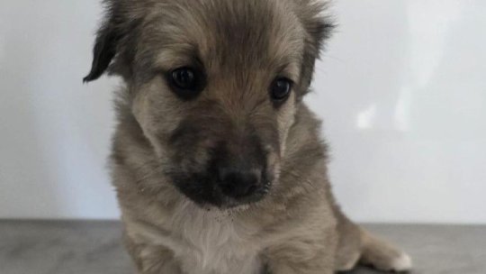 Zilele porților deschise la adăpostul de câini de la Brașov