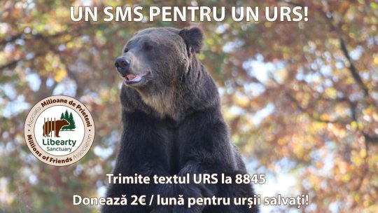 „Un SMS pentru un URS” – 2 euro pe lună pentru cei 128 de urși aflați în grija celui mai mare sanctuar de urși bruni, din lume